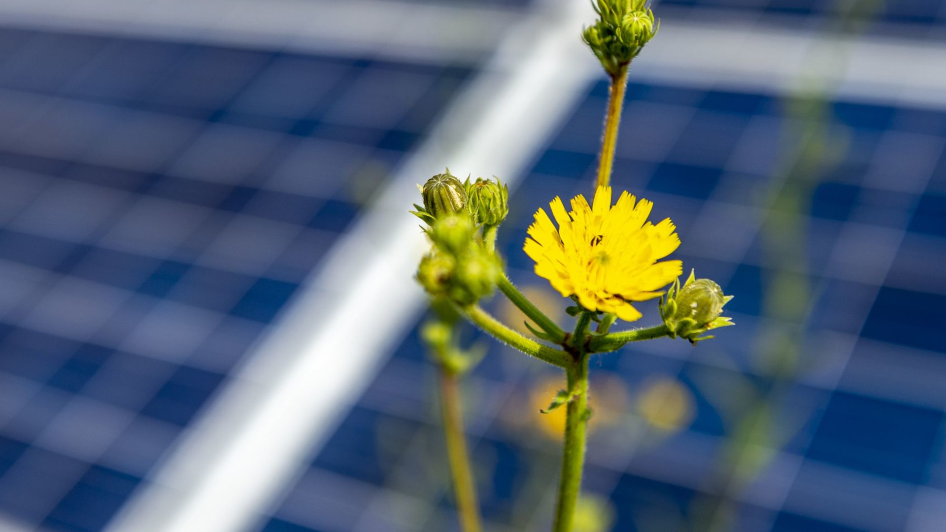 BayWa r.e. completes milestone sale of 517 MW solar portfolio in the US ...